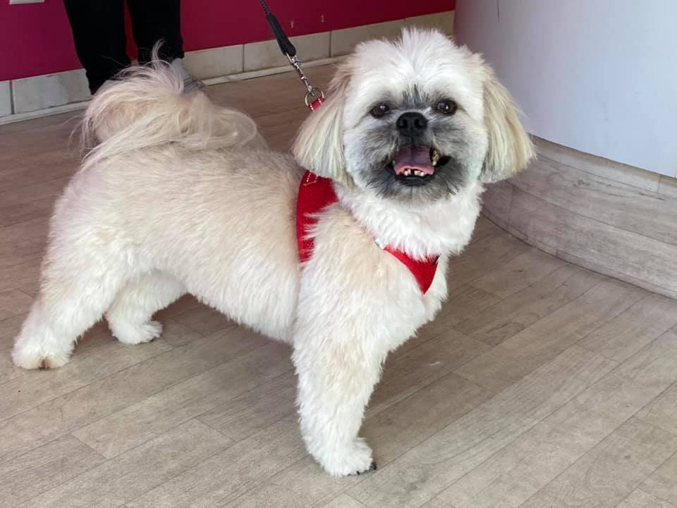 toilettage bichon