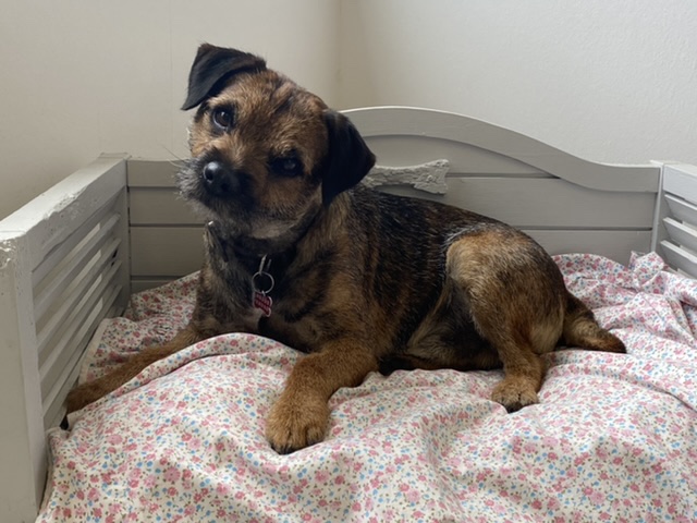 Magnifique Border Terrier