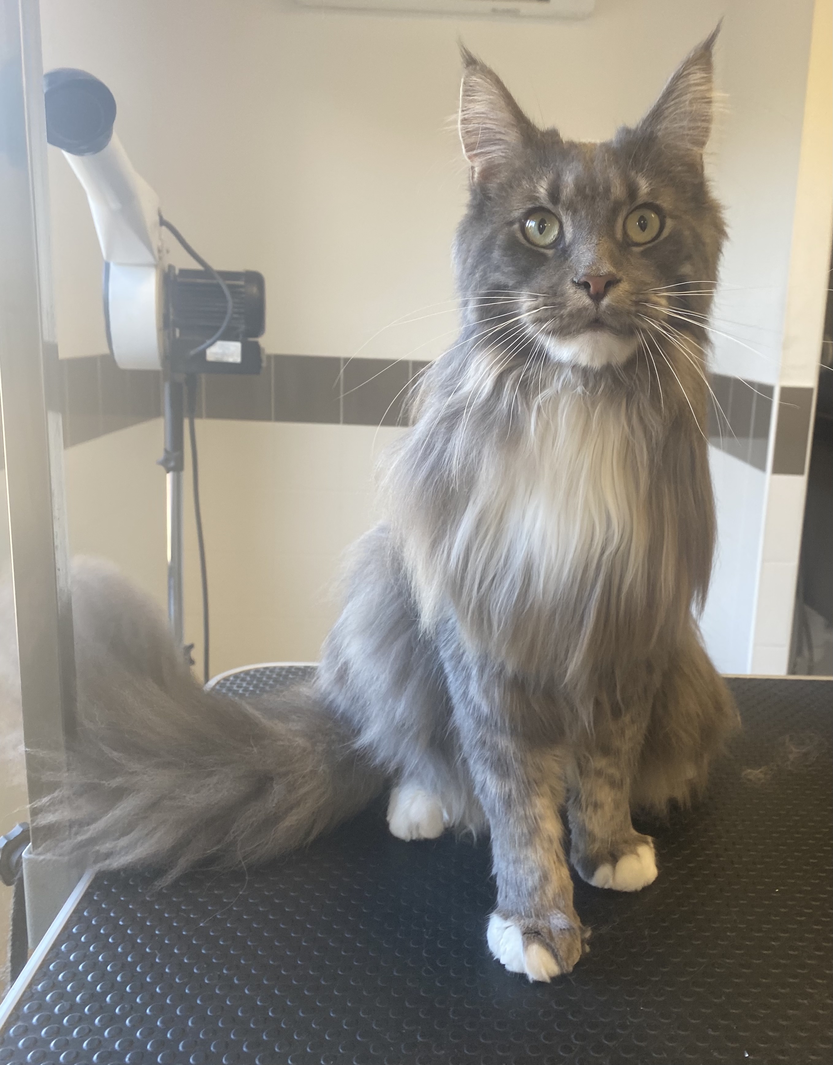 Magnifique Maine Coon